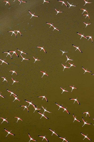 Africa-Kenya-Magadi-Aerial view of Lesser Flamingos flying along shore of Lake Magadi